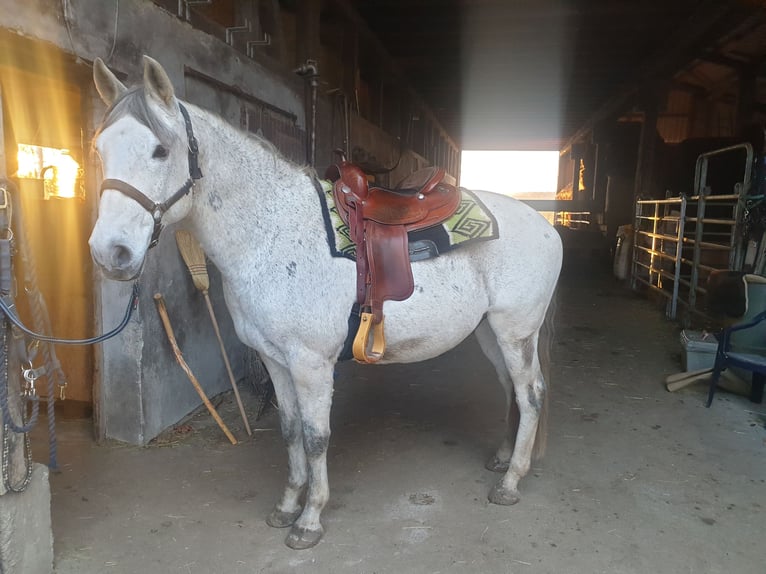 PRE Mix Gelding 14 years 14,2 hh Grey-Fleabitten in Engstingen