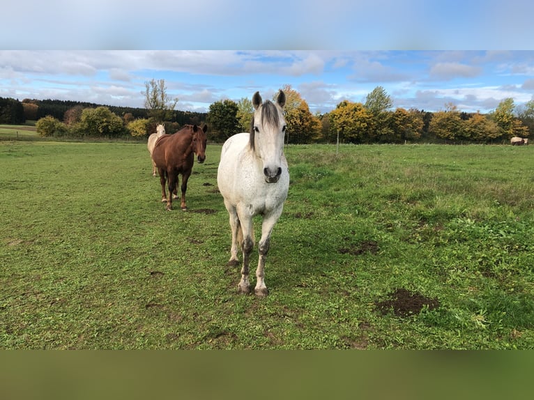 PRE Mix Gelding 14 years 14,2 hh Grey-Fleabitten in Engstingen