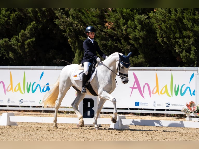 PRE Mix Gelding 14 years 15.1 hh Grey in Alaior