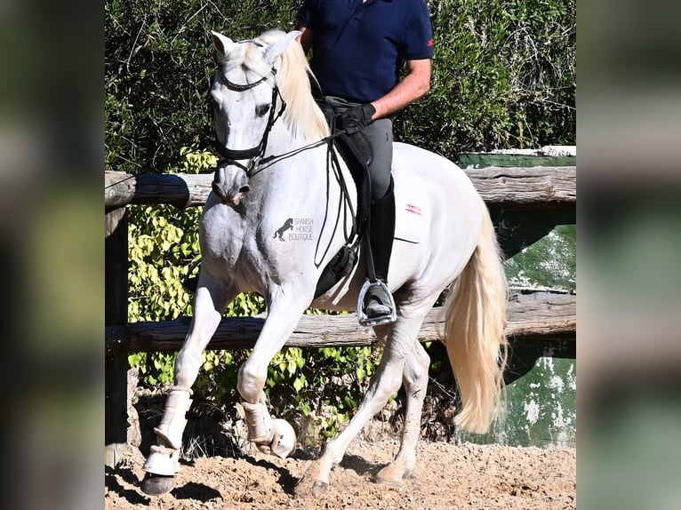 PRE Mix Gelding 14 years 15.1 hh Grey in Menorca