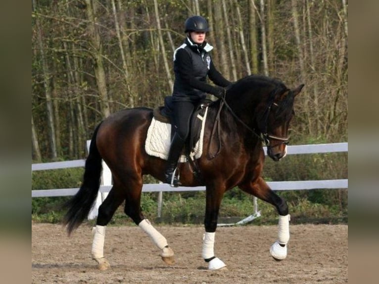 PRE Gelding 14 years 15,2 hh Brown in Essen