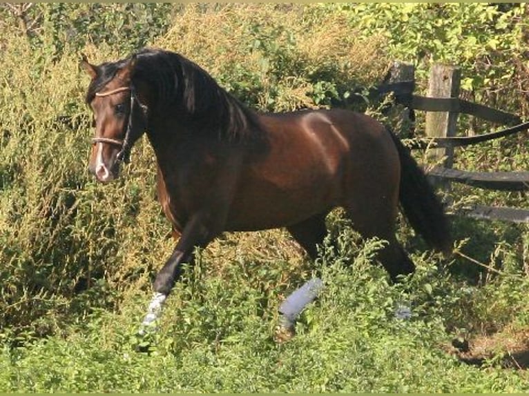 PRE Gelding 14 years 15,2 hh Brown in Essen