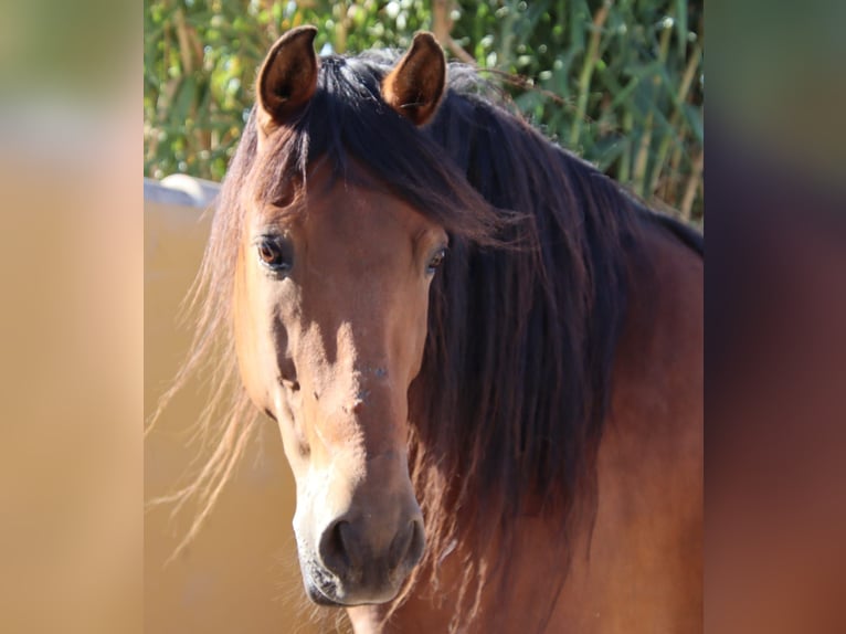 PRE Gelding 14 years 15,2 hh Brown in Chiclana de la Frontera