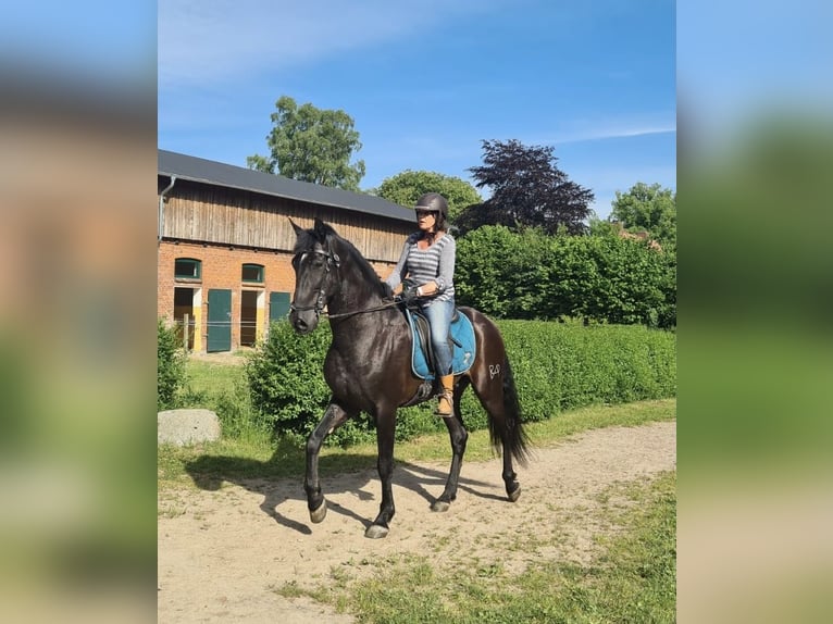 PRE Mix Gelding 14 years 15,3 hh Black in Felde