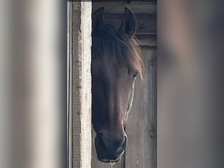 PRE Mix Gelding 14 years 15,3 hh Brown in Heidesee