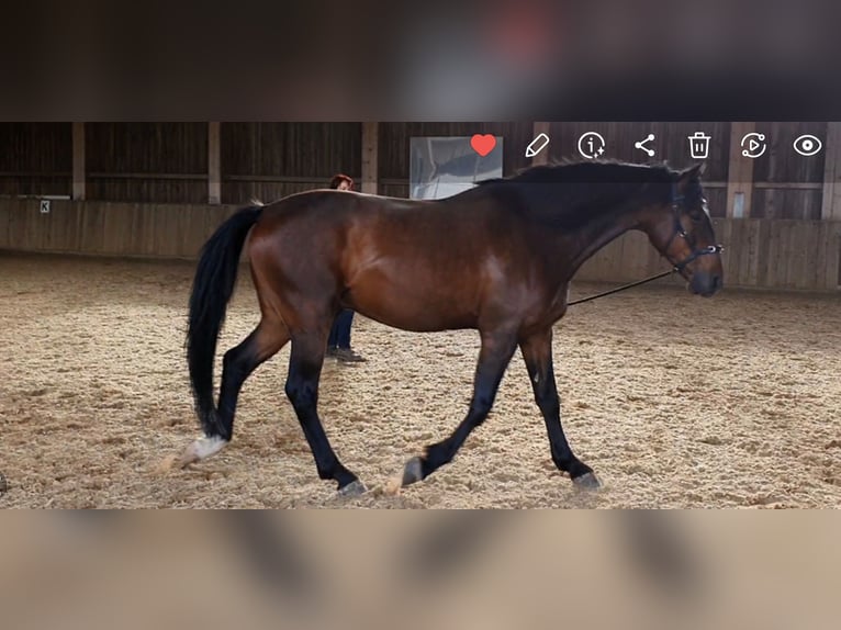 PRE Mix Gelding 14 years 15,3 hh Brown in Heidesee