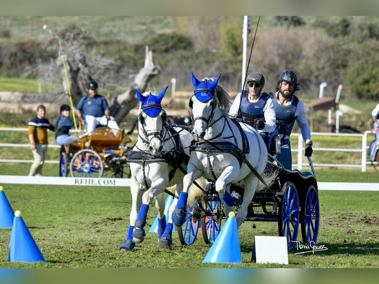 PRE Gelding 14 years 16,1 hh White in Montouto (Santa Cristina)