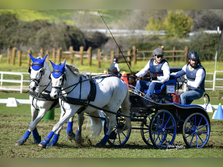 PRE Gelding 14 years 16,1 hh White in Montouto (Santa Cristina)