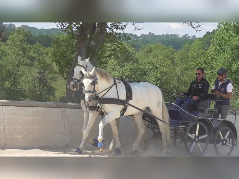 PRE Gelding 14 years 16,1 hh White in Montouto (Santa Cristina)