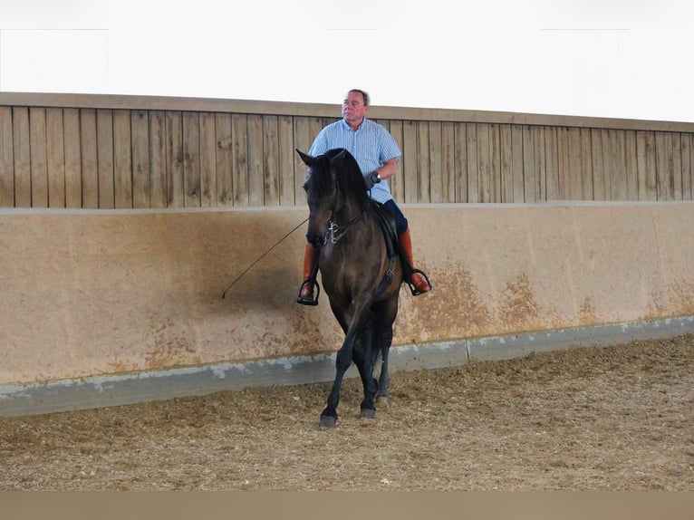 PRE Mix Gelding 14 years 16.2 hh Brown in Kreßberg