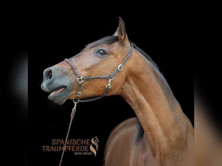 PRE Mix Gelding 14 years 16,3 hh Brown in Traventhal