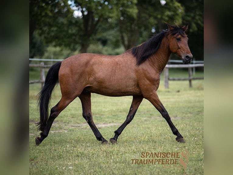 PRE Mix Gelding 14 years 16,3 hh Brown in Traventhal