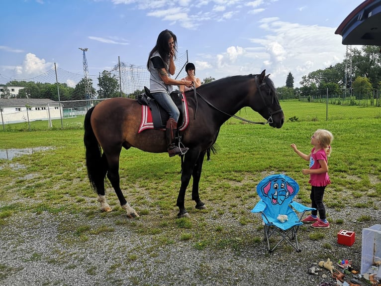 PRE Gelding 14 years 16 hh Bay-Dark in Grosspetersdorf