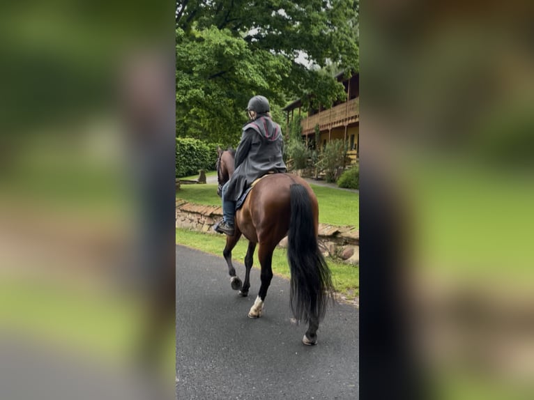 PRE Mix Gelding 14 years 16 hh Brown in Wildeck