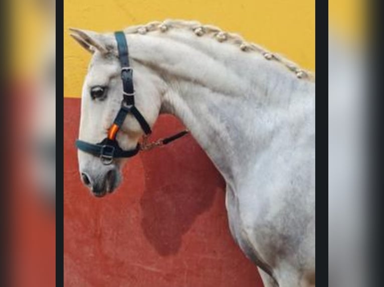 PRE Mix Gelding 14 years 16 hh Gray in Fuente El Saz De Jarama