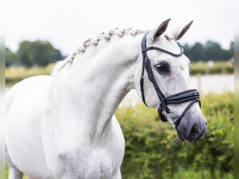 PRE Mix Gelding 14 years 16 hh Gray in Wierden