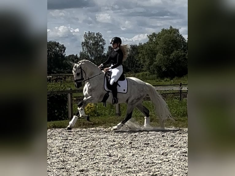 PRE Mix Gelding 14 years 16 hh Gray in Wierden