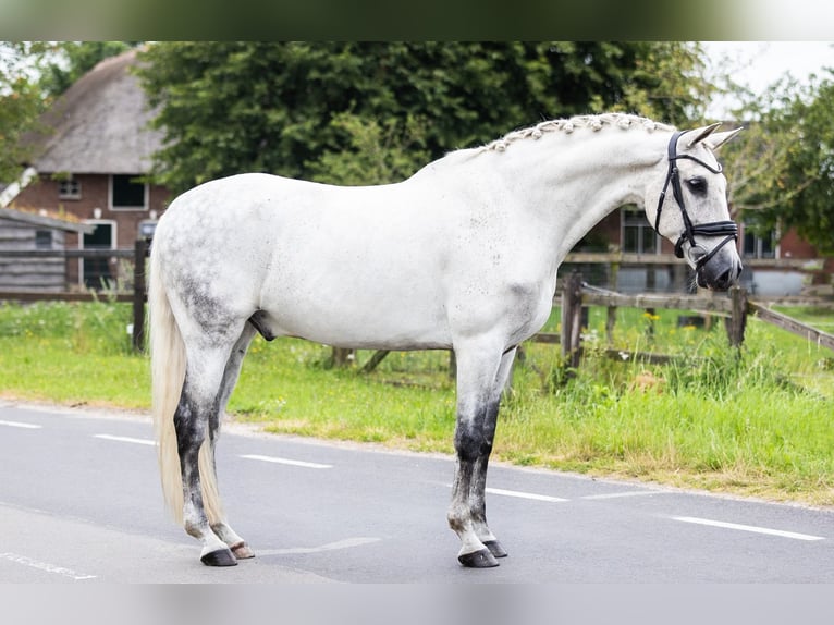 PRE Mix Gelding 14 years 16 hh Gray in Wierden