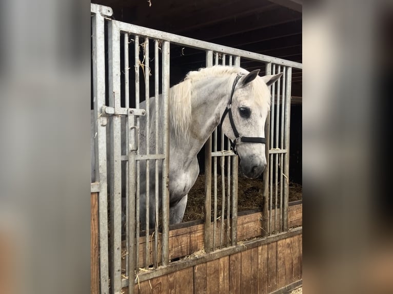 PRE Mix Gelding 14 years 16 hh Gray in Wierden