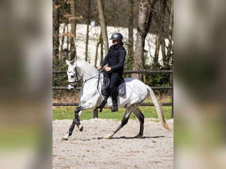 PRE Mix Gelding 14 years 16 hh Gray in Wierden