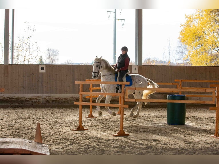 PRE Mix Gelding 14 years 16 hh Grey-Fleabitten in Moorenweis