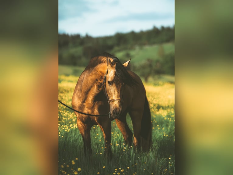 PRE Mix Gelding 14 years 16,1 hh in Zell am Harmersbach