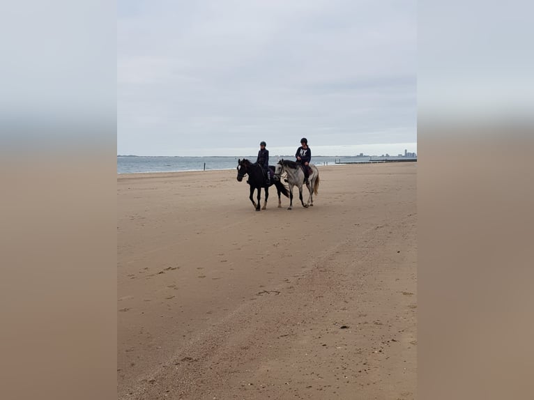 PRE Gelding 14 years 16,1 hh Gray in Groede