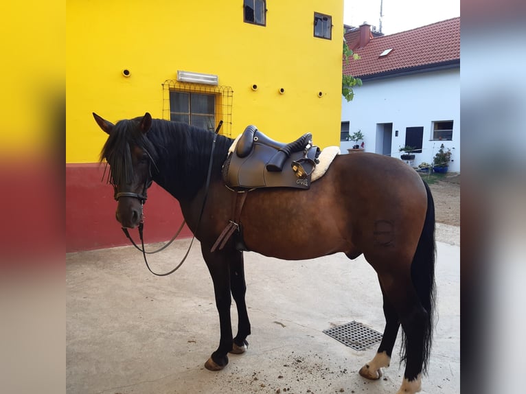 PRE Gelding 14 years 16,2 hh Bay-Dark in Grosspetersdorf