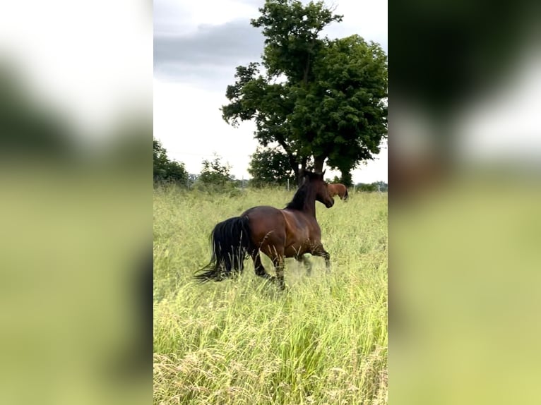 PRE Mix Gelding 14 years Brown in Bindow