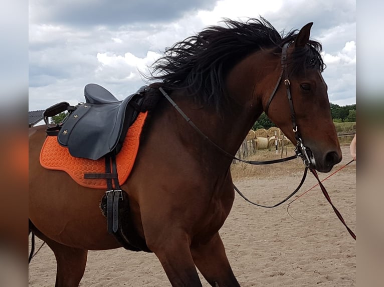 PRE Mix Gelding 14 years Brown in Bindow