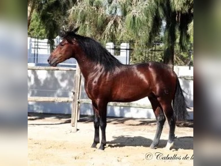 PRE Mix Gelding 14 years Brown in Bindow