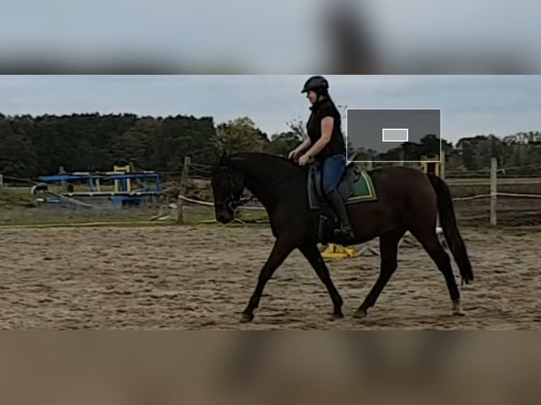 PRE Mix Gelding 14 years Brown in Bindow