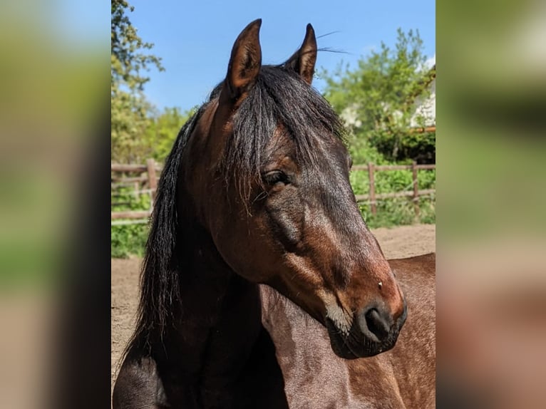 PRE Mix Gelding 14 years Brown in Bindow