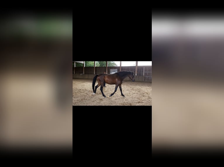 PRE Mix Gelding 14 years Brown in Bindow