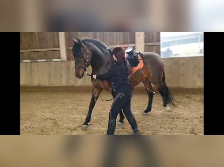 PRE Mix Gelding 14 years Brown in Bindow