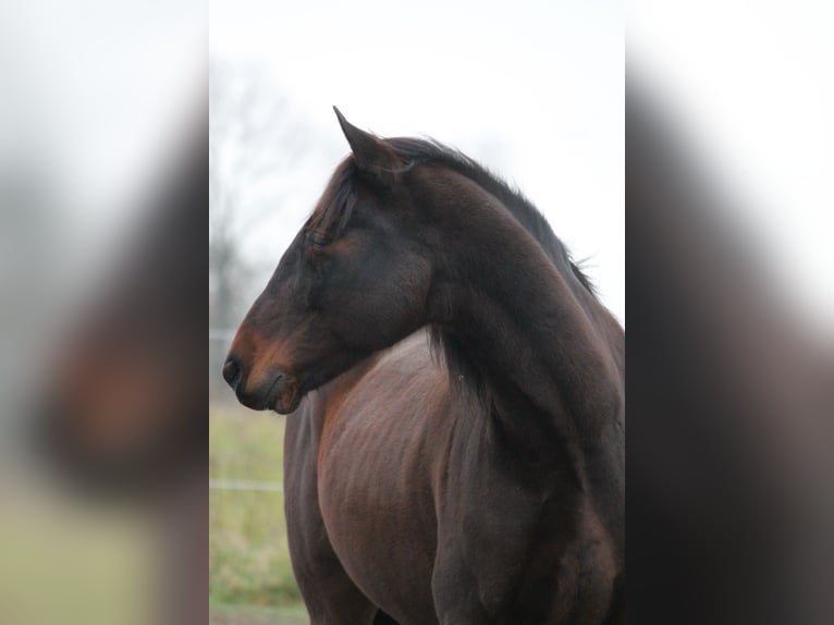 PRE Mix Gelding 14 years Brown in Bindow