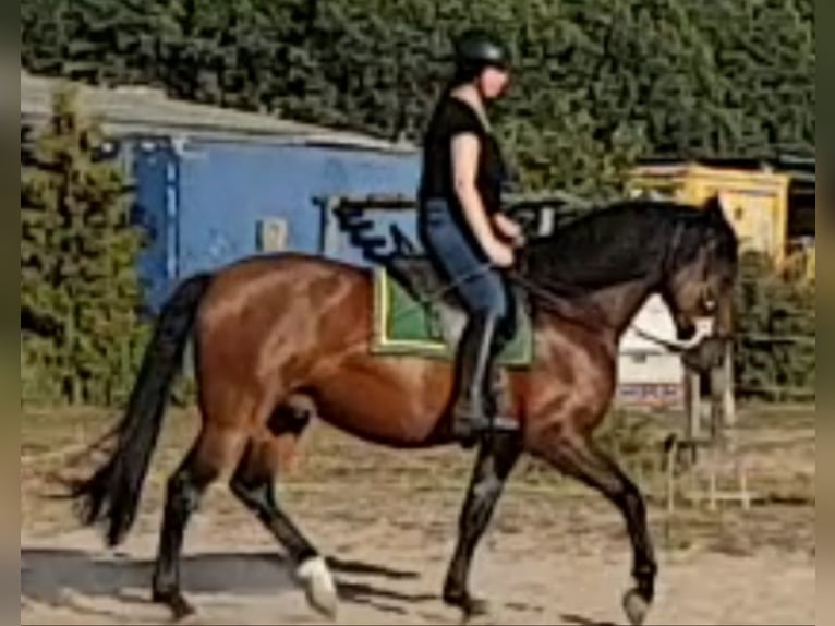 PRE Mix Gelding 14 years Brown in Bindow