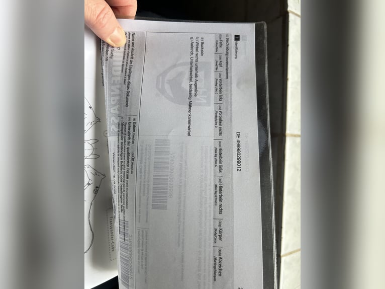 PRE Gelding 15 years 14.1 hh Buckskin in Langenhagen