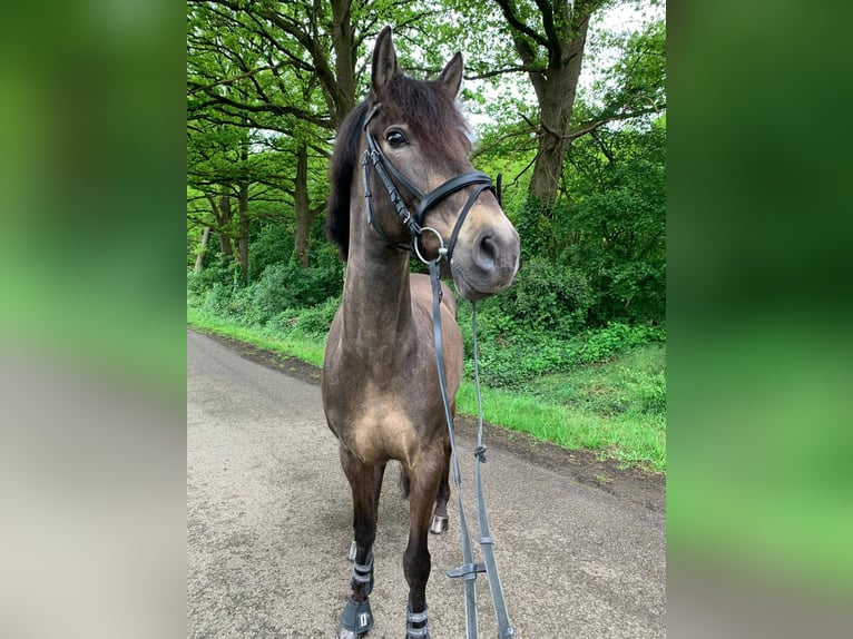 PRE Gelding 15 years 14.3 hh Dun in Xanten