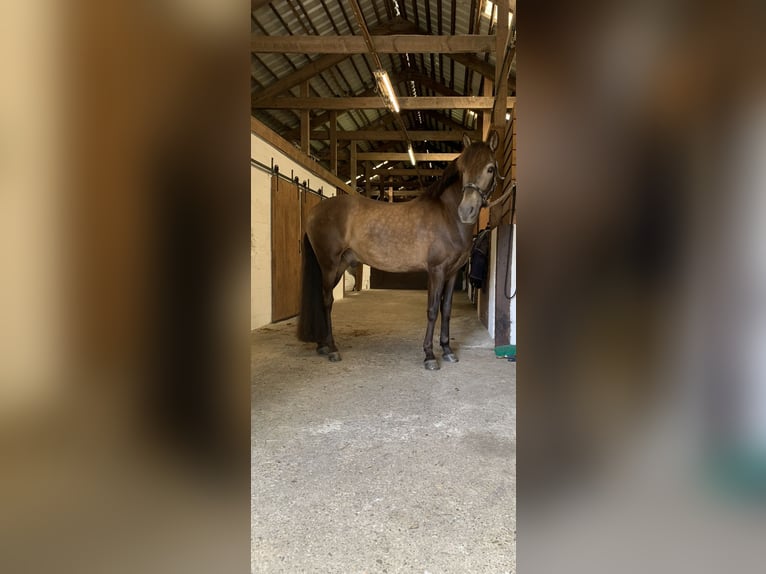 PRE Gelding 15 years 14.3 hh Dun in Xanten