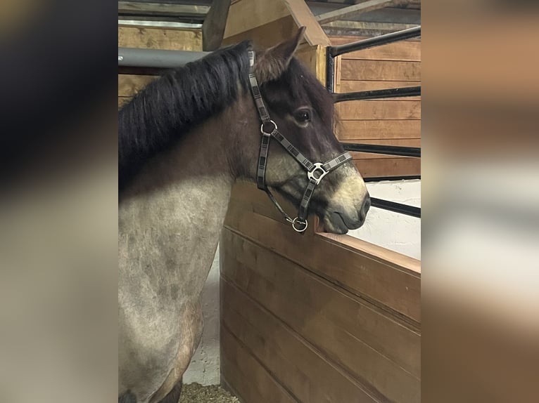 PRE Gelding 15 years 14.3 hh Dun in Xanten