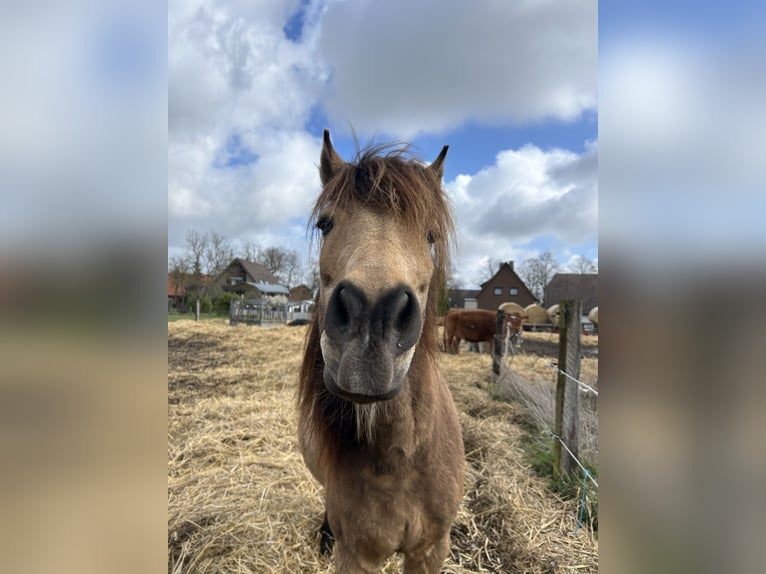 PRE Gelding 15 years 14,1 hh Buckskin in Langenhagen