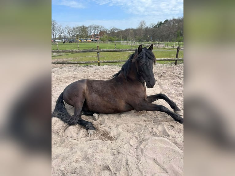 PRE Gelding 15 years 15.1 hh Black in De Zilk