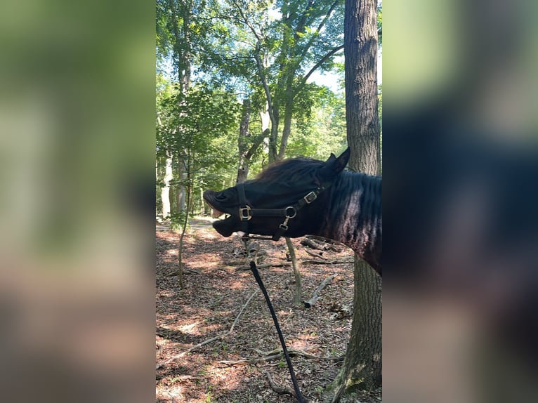 PRE Gelding 15 years 15.1 hh Black in De Zilk