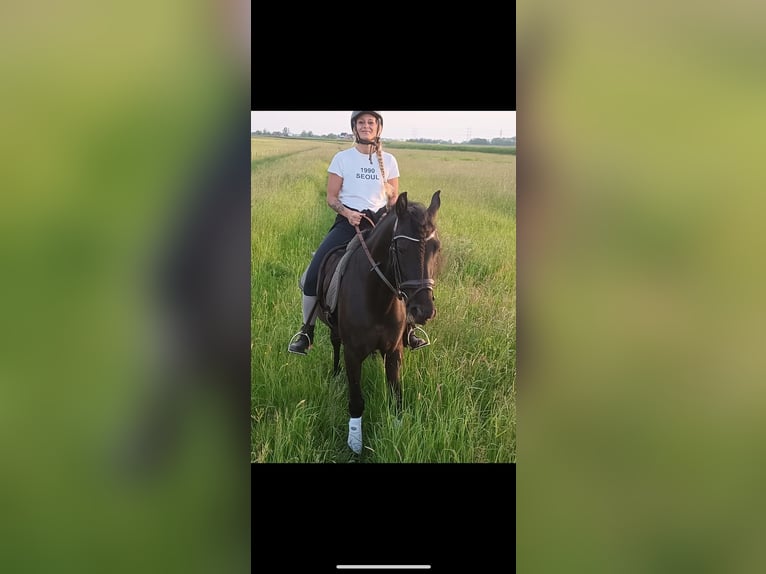 PRE Gelding 15 years 15.1 hh Black in De Zilk