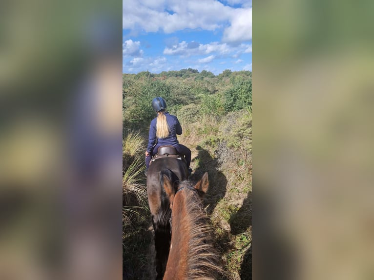 PRE Gelding 15 years 15.1 hh Black in De Zilk