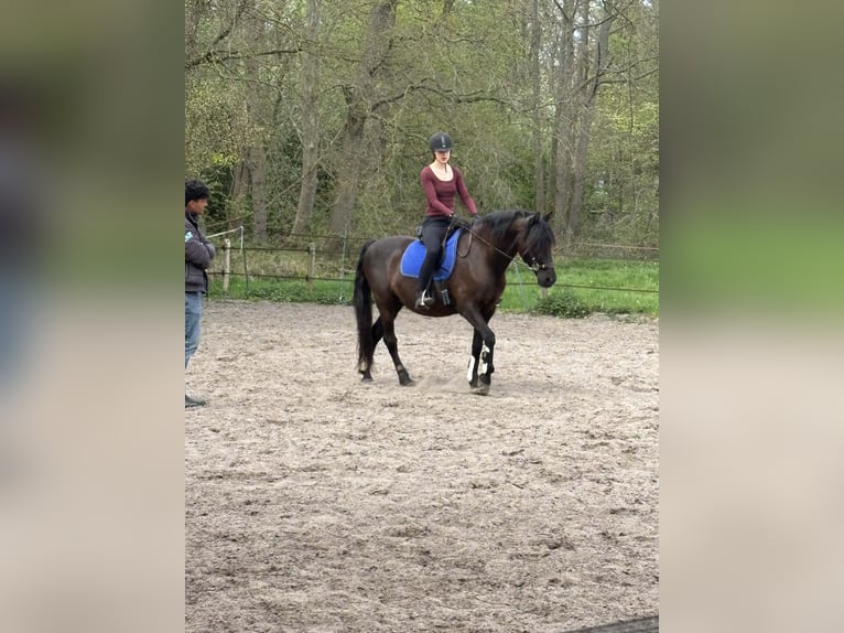 PRE Gelding 15 years 15.1 hh Black in De Zilk