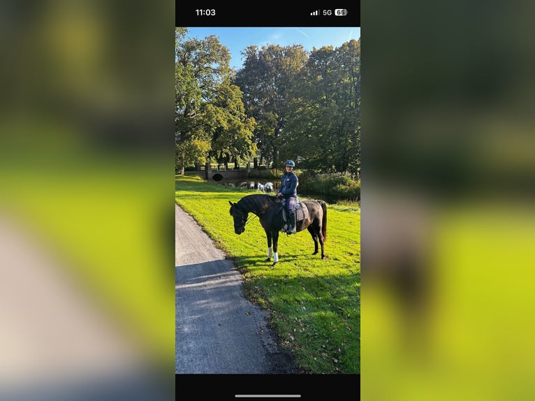 PRE Gelding 15 years 15.1 hh Black in De Zilk