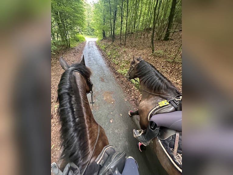 PRE Gelding 15 years 15.1 hh Brown in Wuppertal
