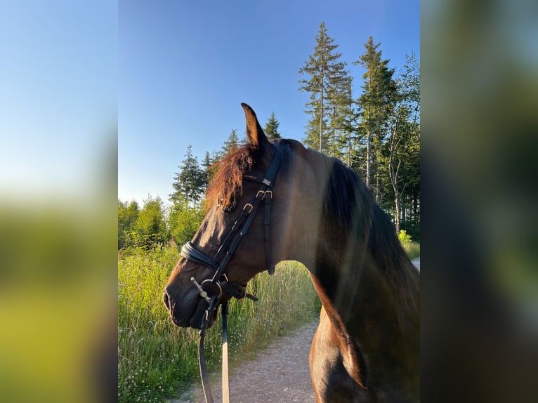 PRE Gelding 15 years 15.1 hh Brown in Wuppertal